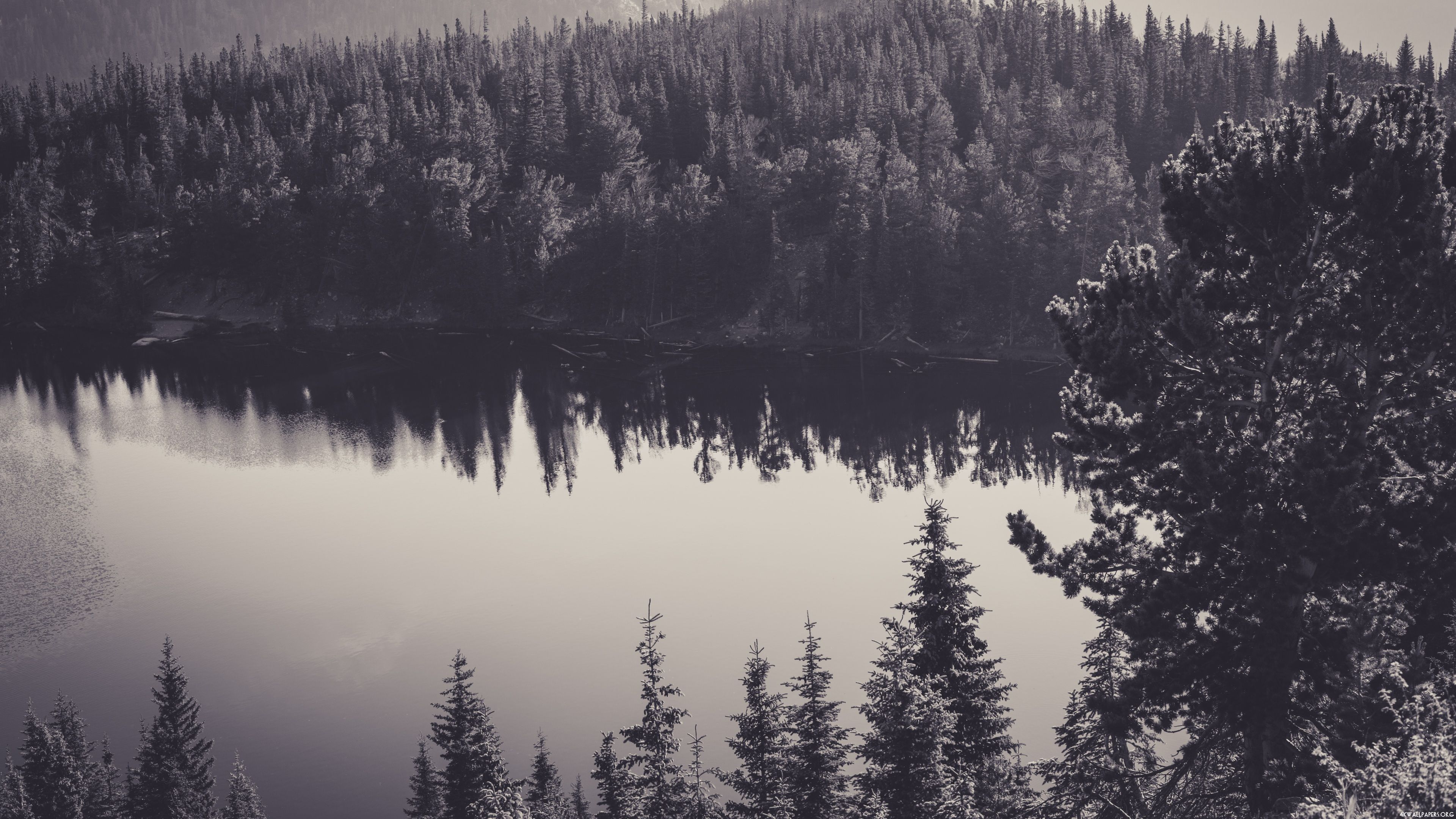 Forest Lake Wallpaper