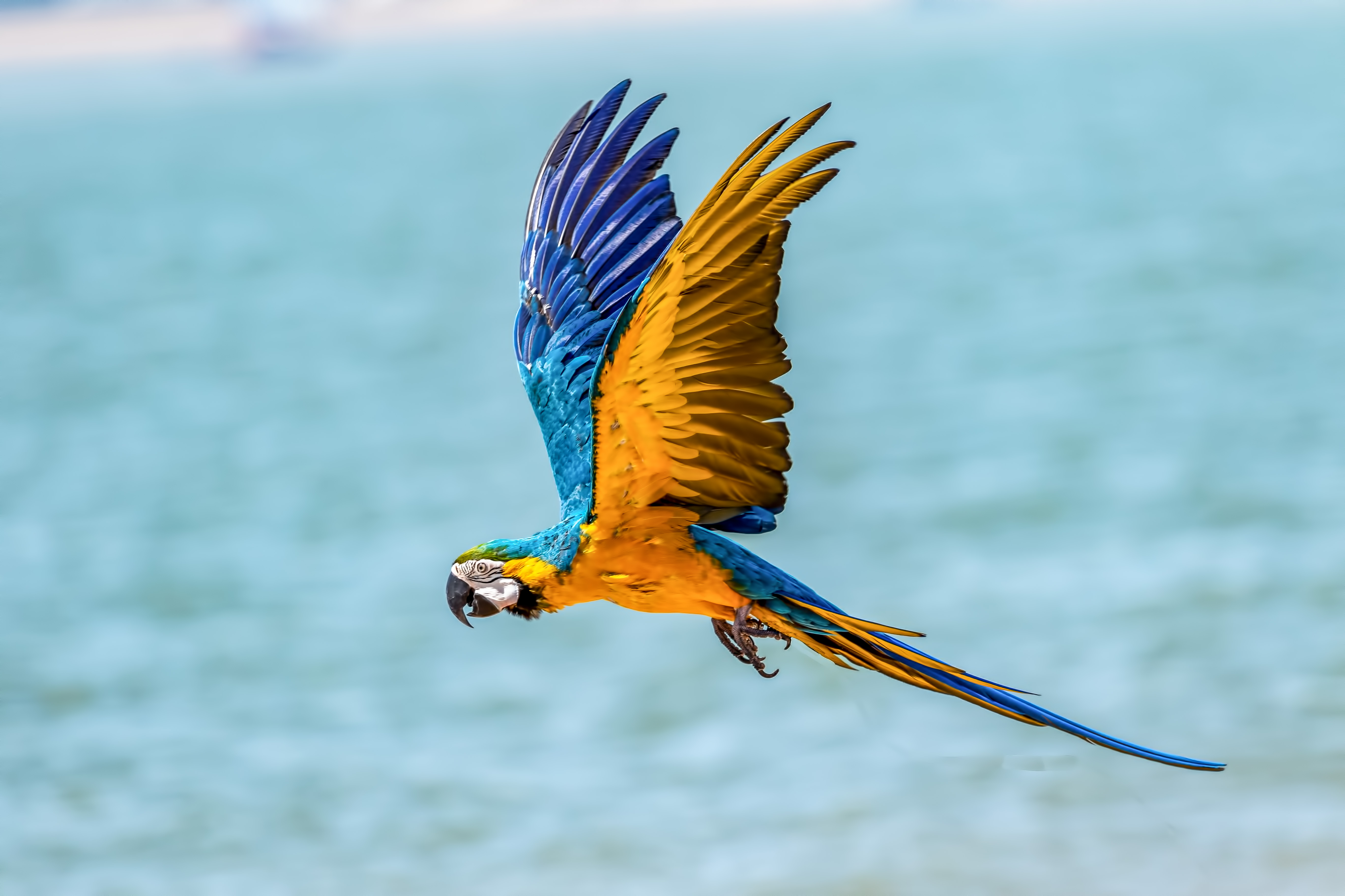 Macaw Bird 5k Wallpaper HD Birds 4k Image Photos And Picture
