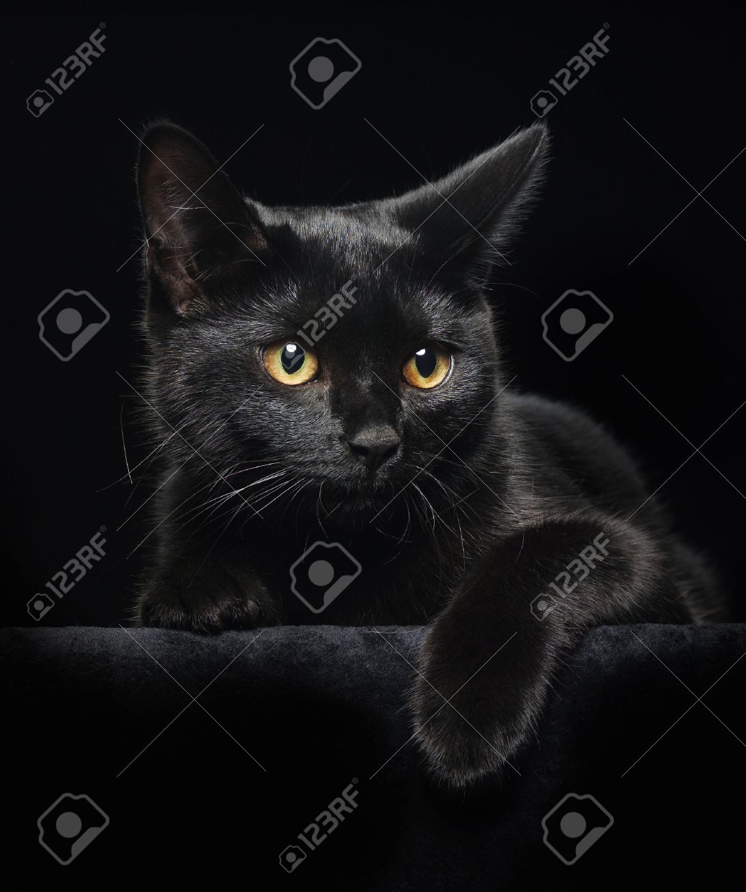 Black Cat With Yellow Eyes On Background Stock Photo