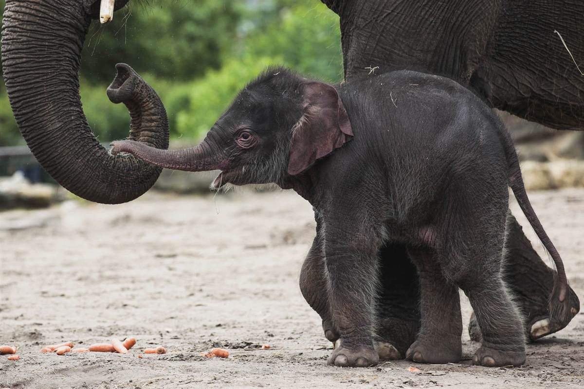 Cute Baby Elephant Wallpaper