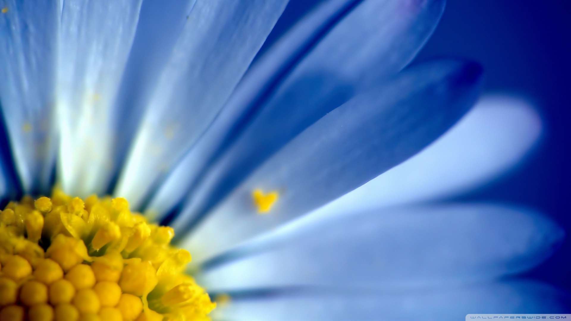 Blue Petals Wallpaper 1080p HD Is A Fantastic For Your Pc