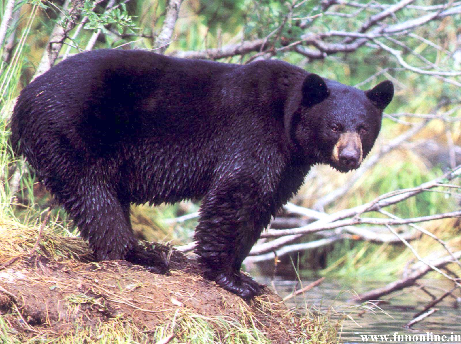 Black Bear Wallpaper American Bears HD