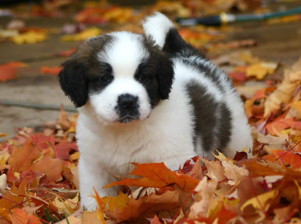 St Bernard Puppy Among Autumn Leaves Puppies Wallpaper Picture
