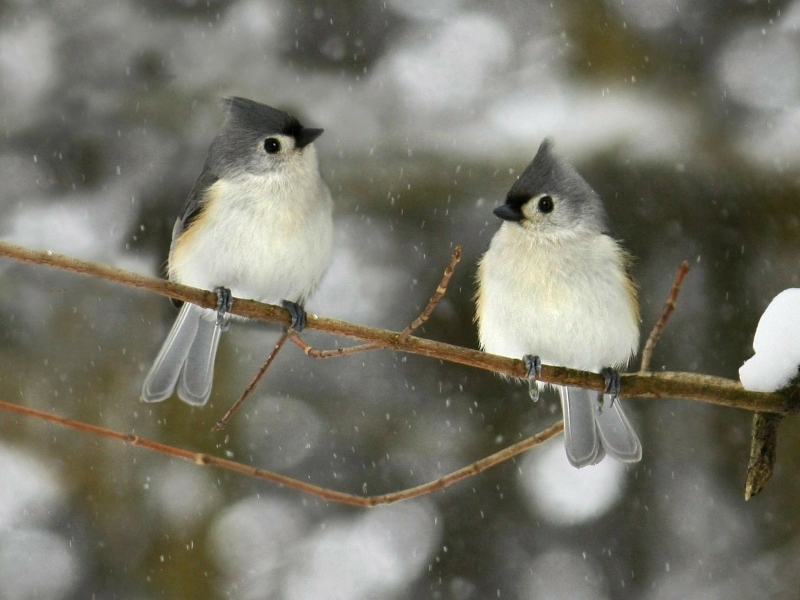 Winter Birds Animals HD Desktop Wallpaper