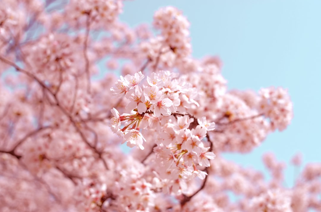 Cherry Blossom Wallpaper HD Hq