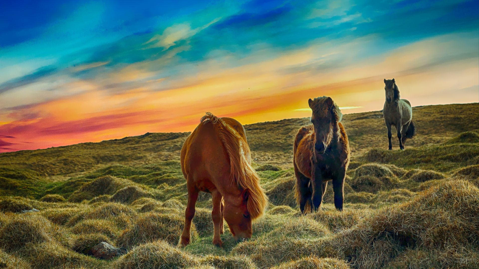 Desktop Wallpaper Animals Horses Grazing Landscape Hd Image