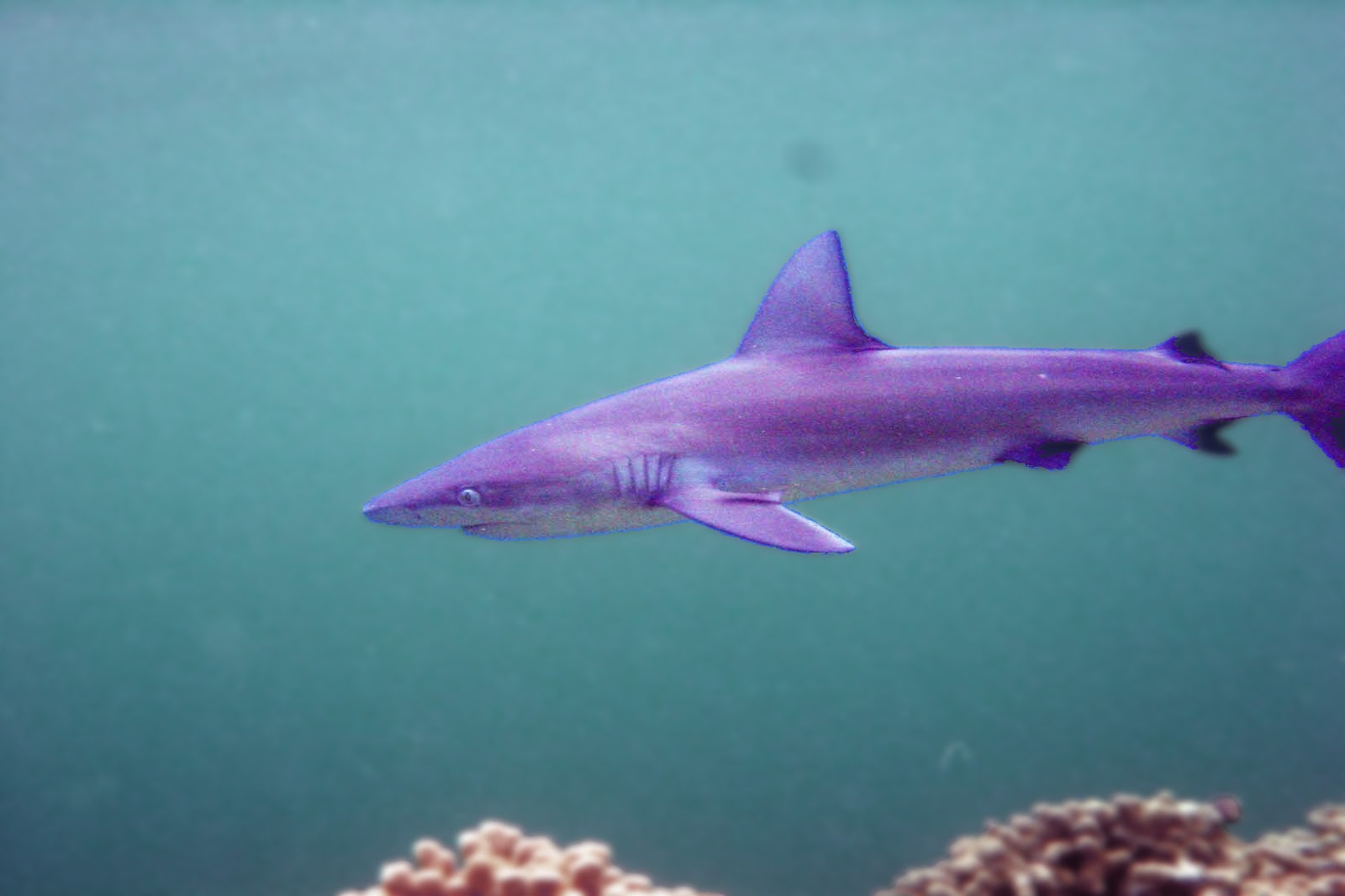 Galapagos Shark Desktop Wallpaper Grey Reef