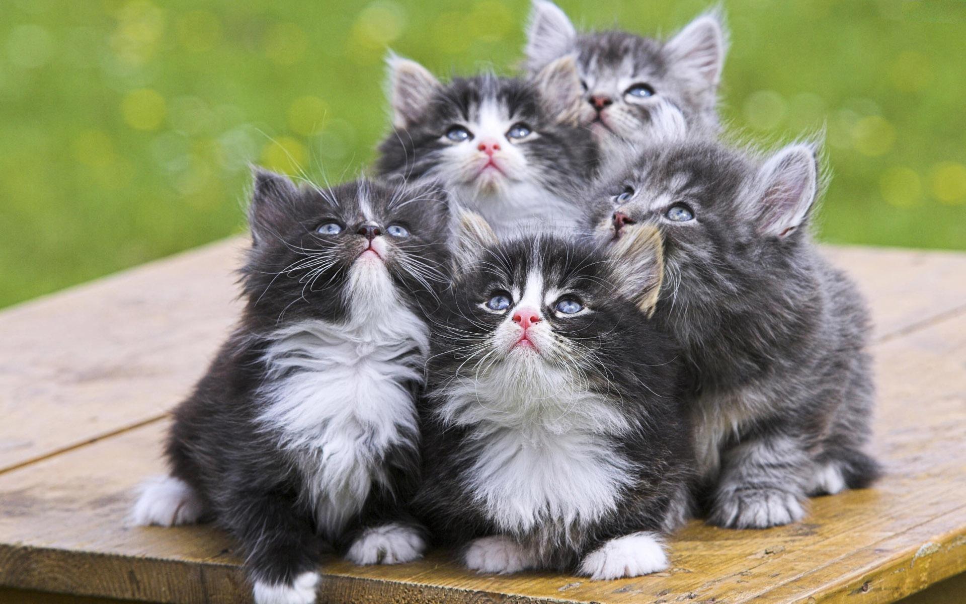 Cute Cats Wallpaper HD Desktop Background