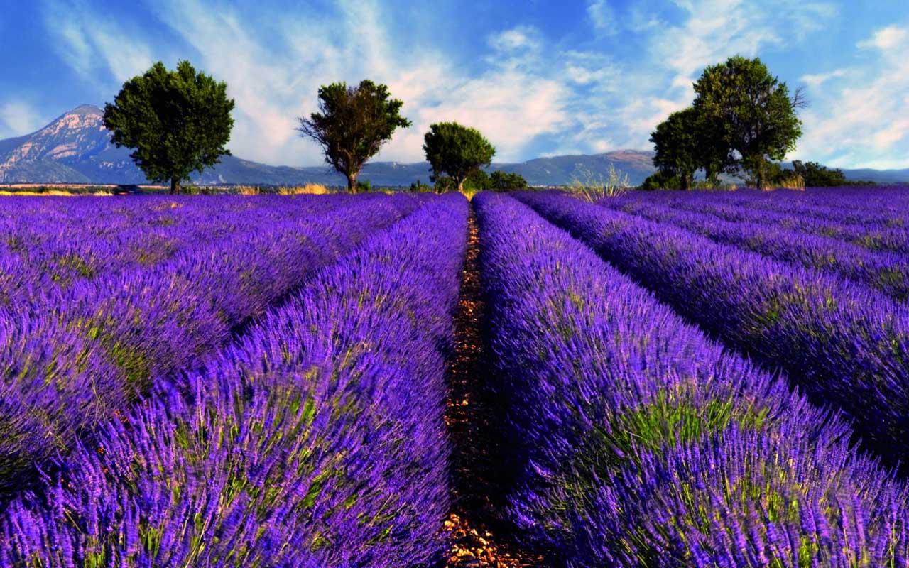 Lavender Wallpaper Android Apps On Google Play