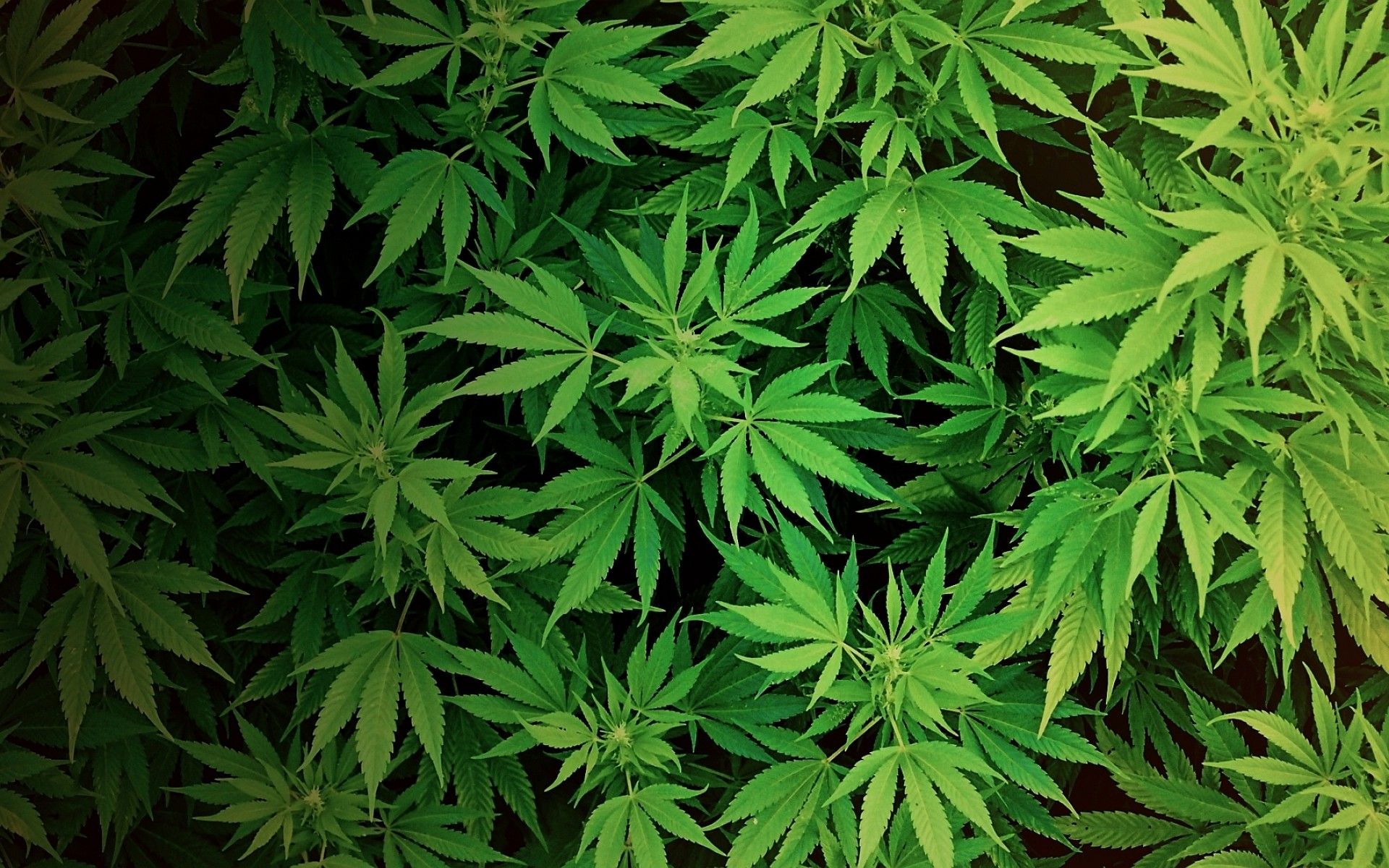 Cannabis Wallpaper Top Background