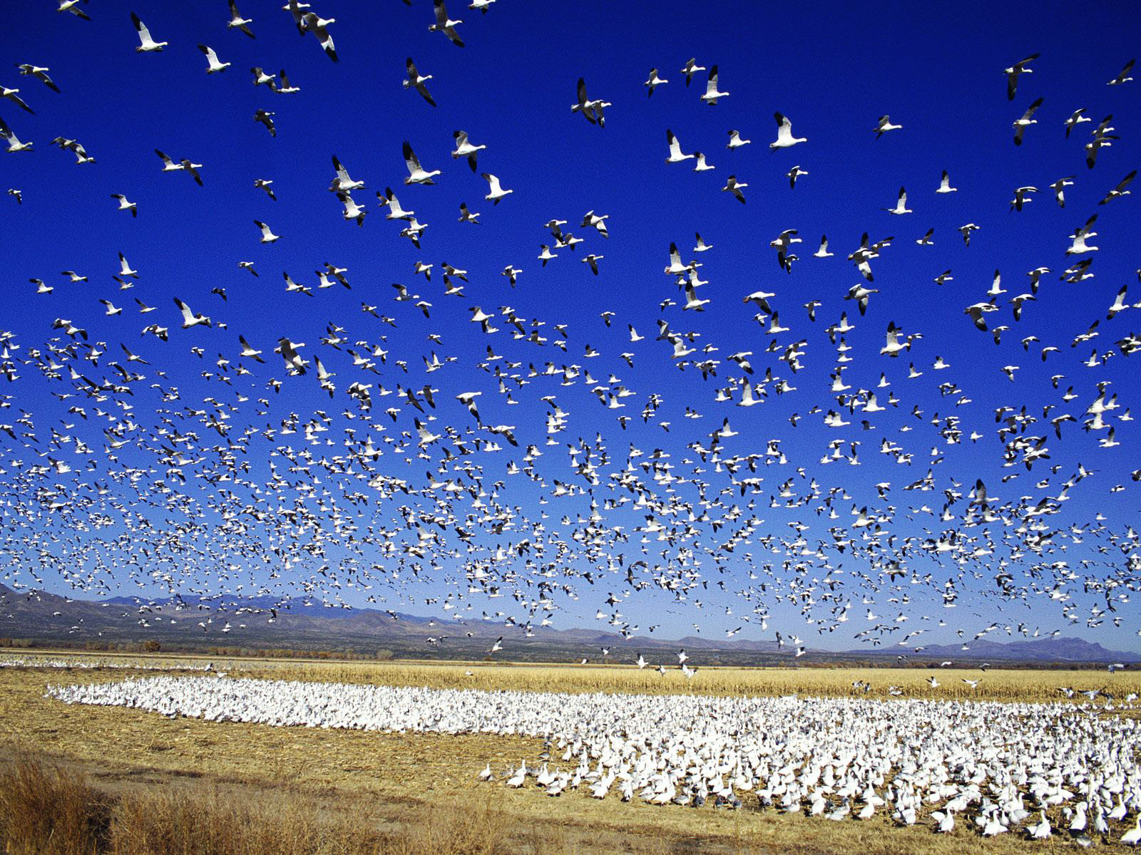 Migrating Snow Goose Wallpaper