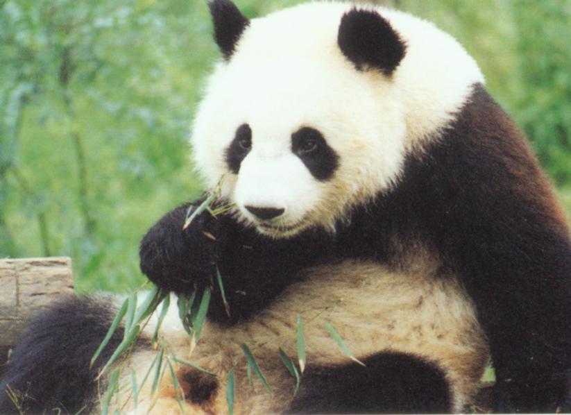 juggalo panda Rate Every Animal