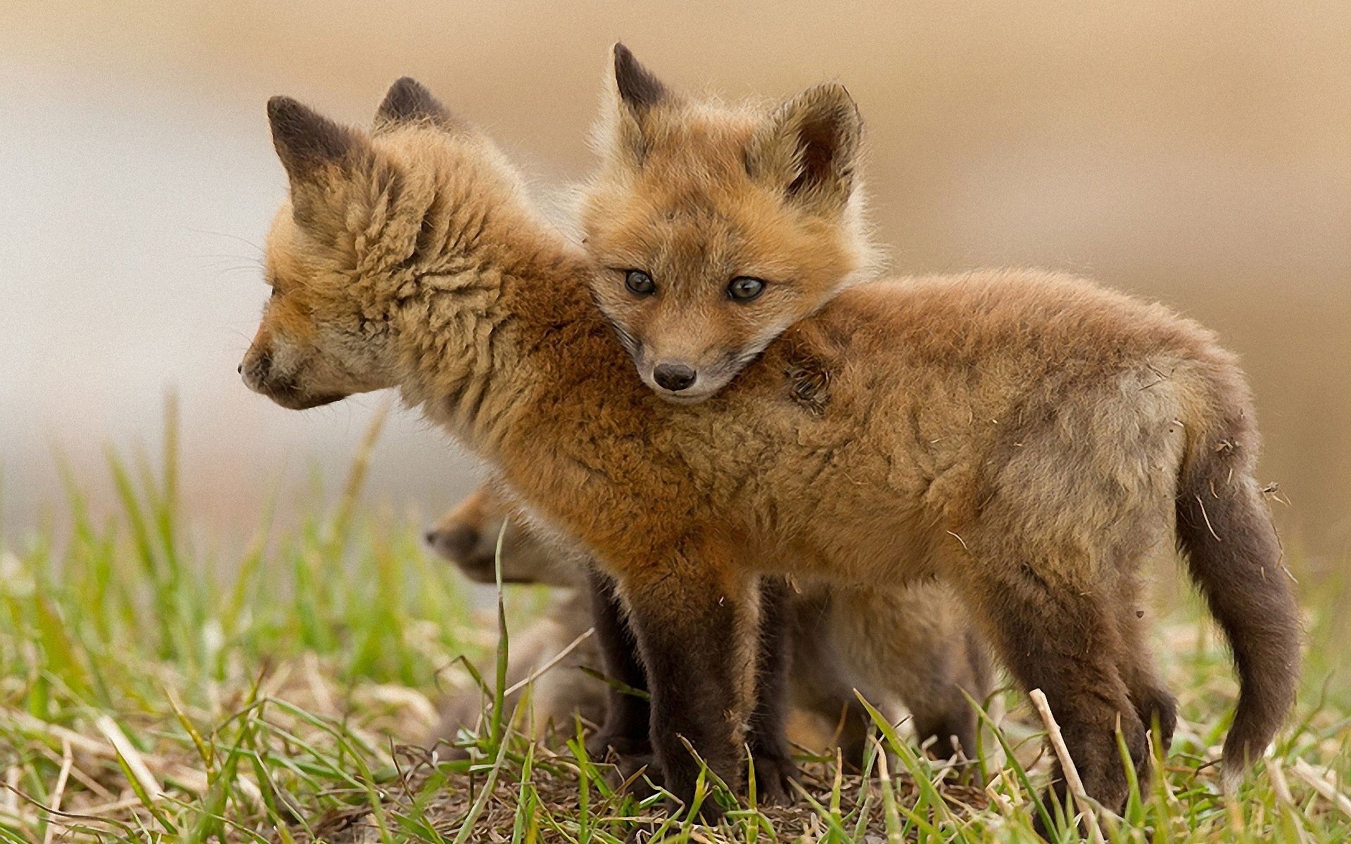Nature Animals Wildlife Foxes Wallpaper
