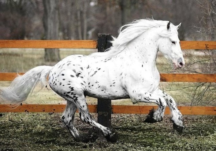 Rare And Beautiful Horses You Ve Never Seen Before Fuzzfix