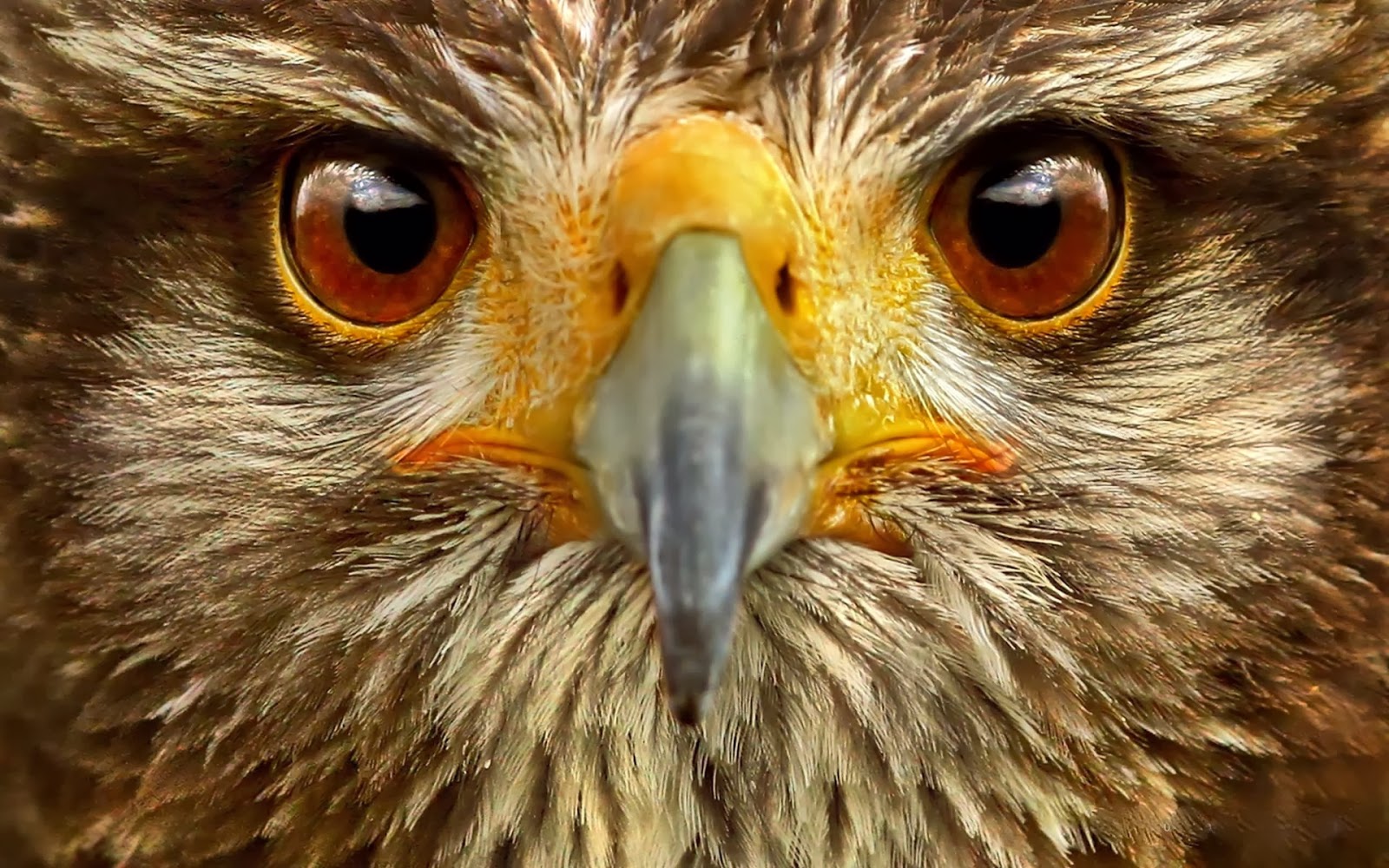 Eyes Of Falcon Bird Prey HD Wallpaper Picture Jpg Image Frompo