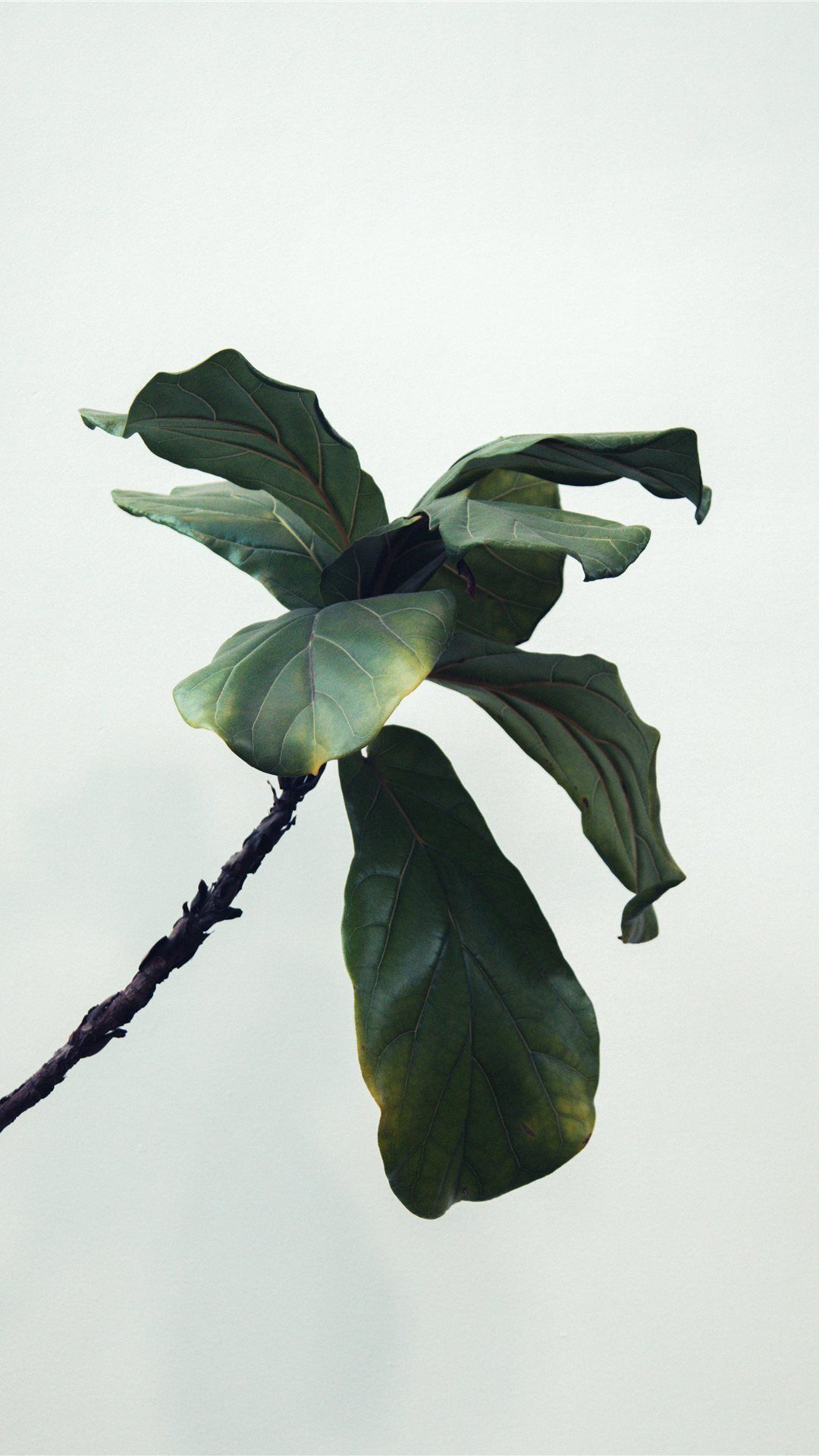 Green iPhone Wallpaper Hindu Gods In Fiddle Leaf Fig
