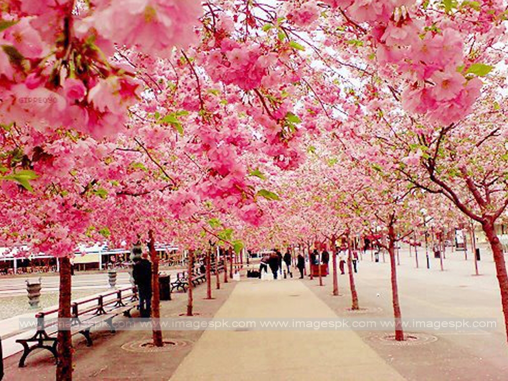 Cherry Blossom Wallpaper Desktop Image