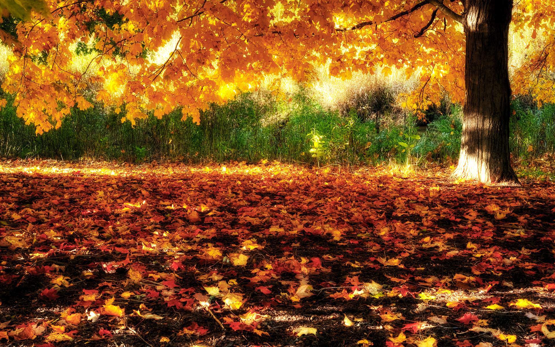 Wallpaper Nature Image Golden Autumn