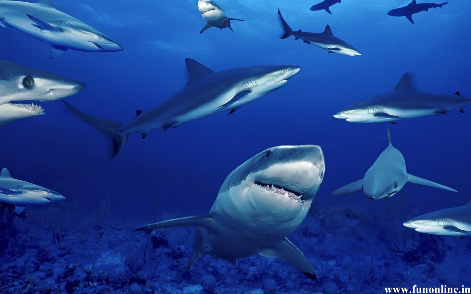 Shark Wallpaper Deadly White Sharks HD