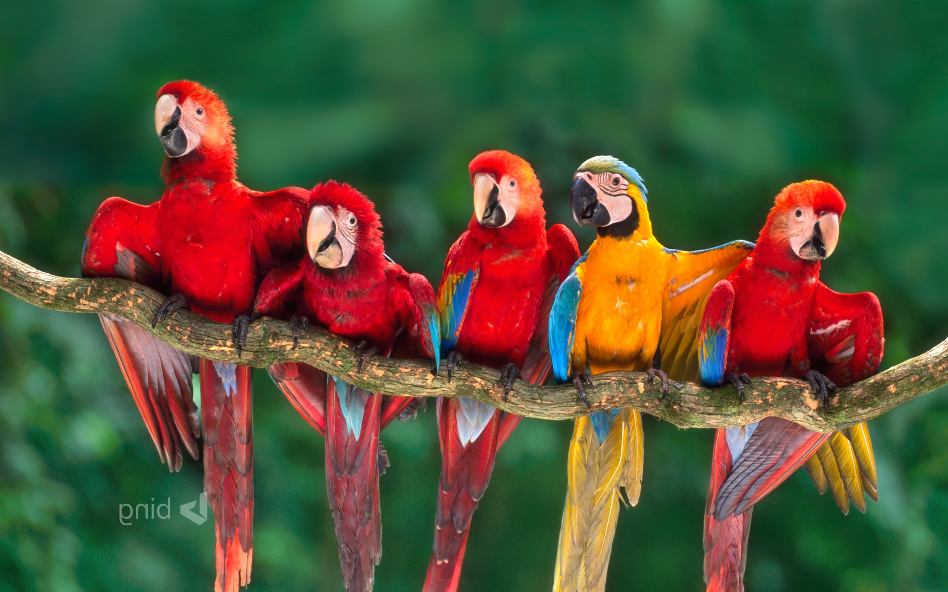 Nature Birds Wallpaper HD