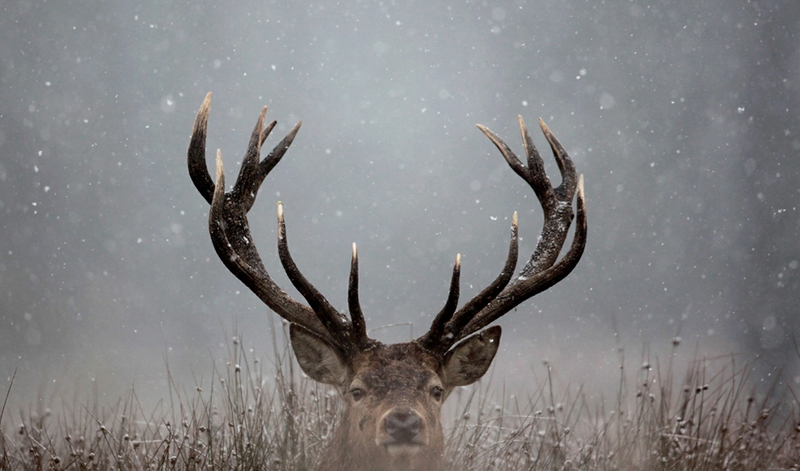 winterdeer winter deer 1440x849 wallpaper Snow Wallpaper