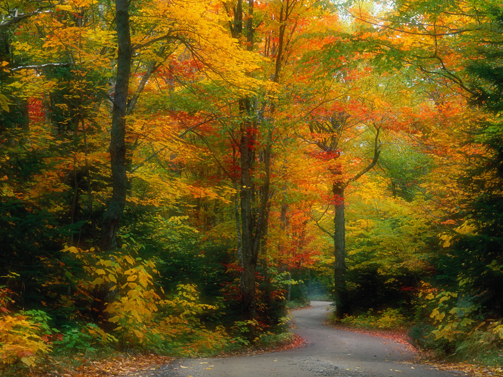 Scene of autumn forest wallpapers and images   wallpapers pictures