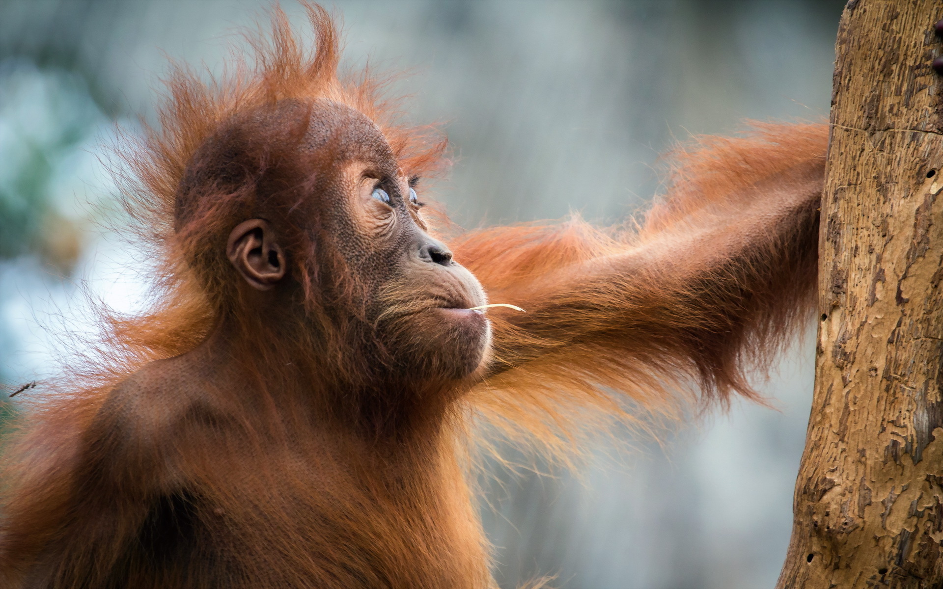 Orangutan Full HD Wallpaper And Background