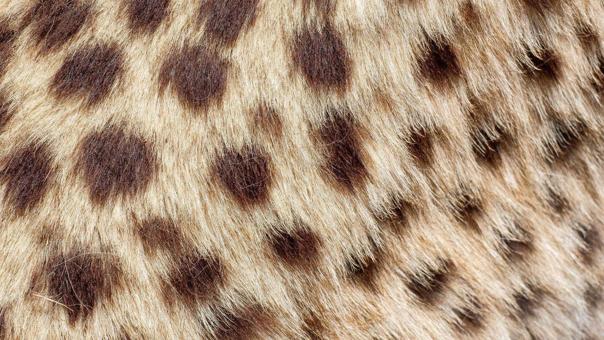 Top Animal Fur Wallpaper Full HD 4k To Use