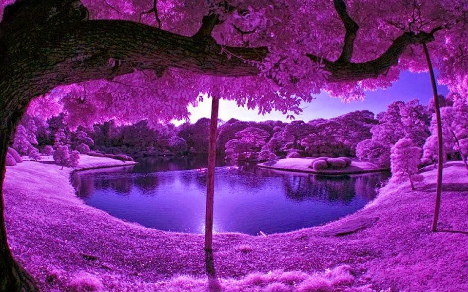 purple tree with pink flowers