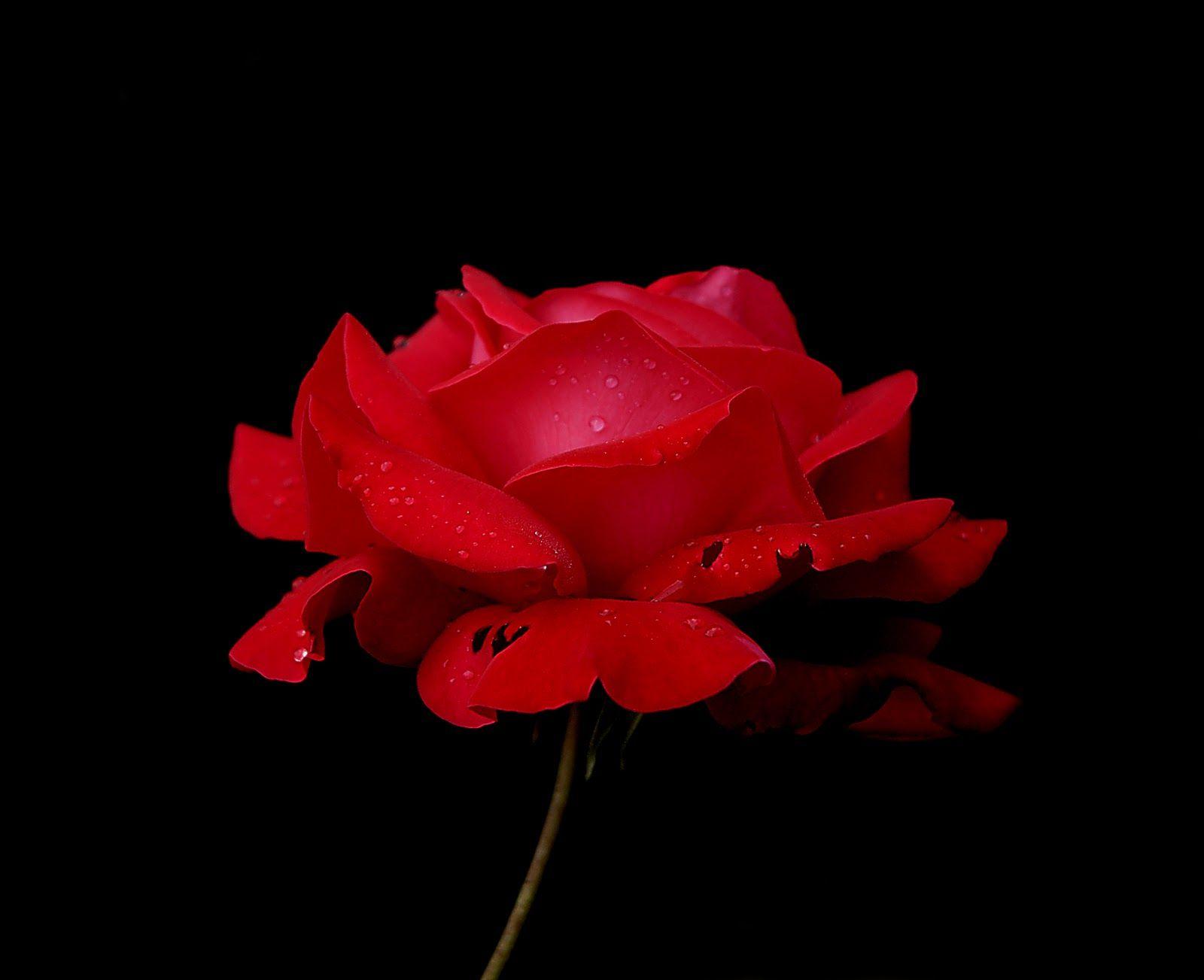 Red Rose With Black Background