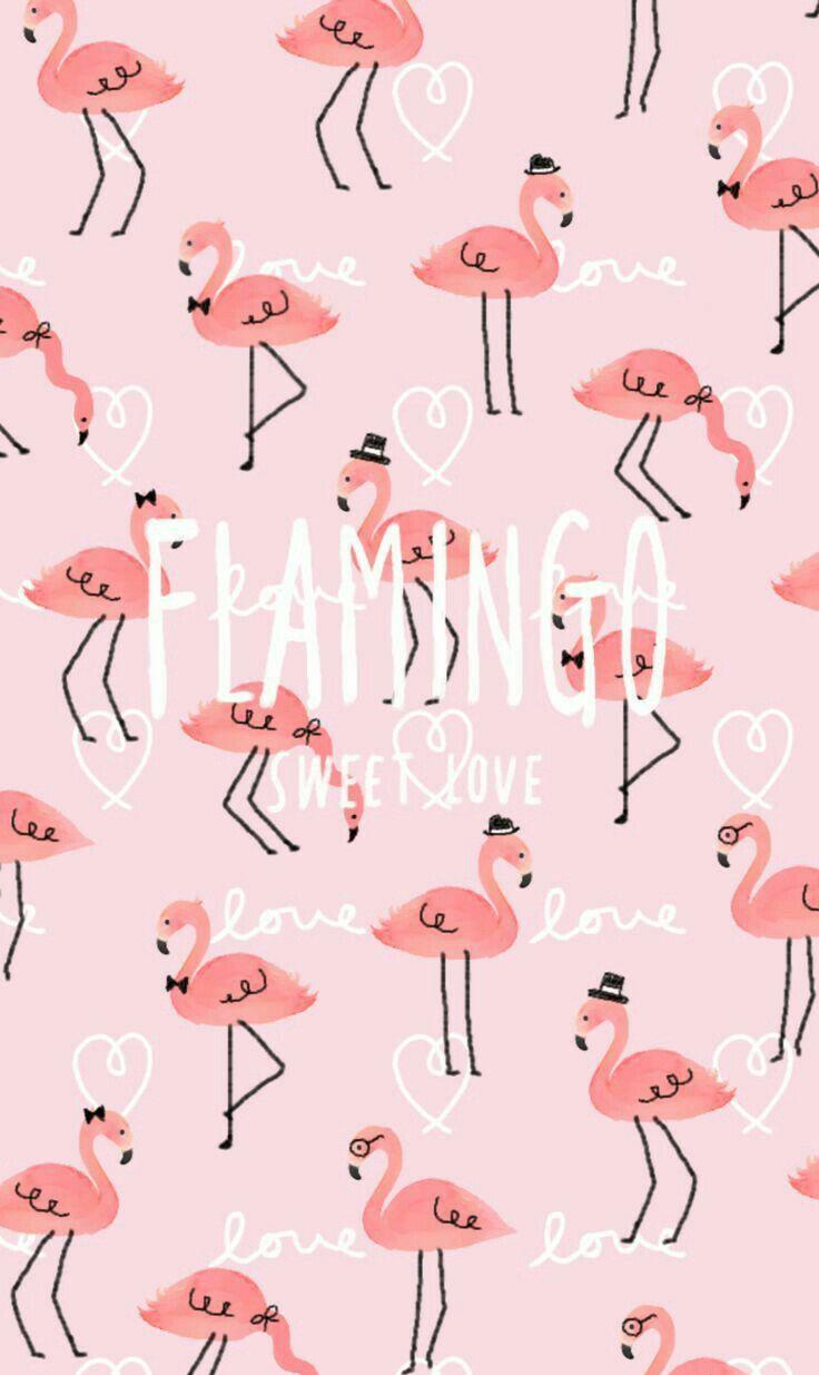 Flamingo Fondos De Pantalla iPhone