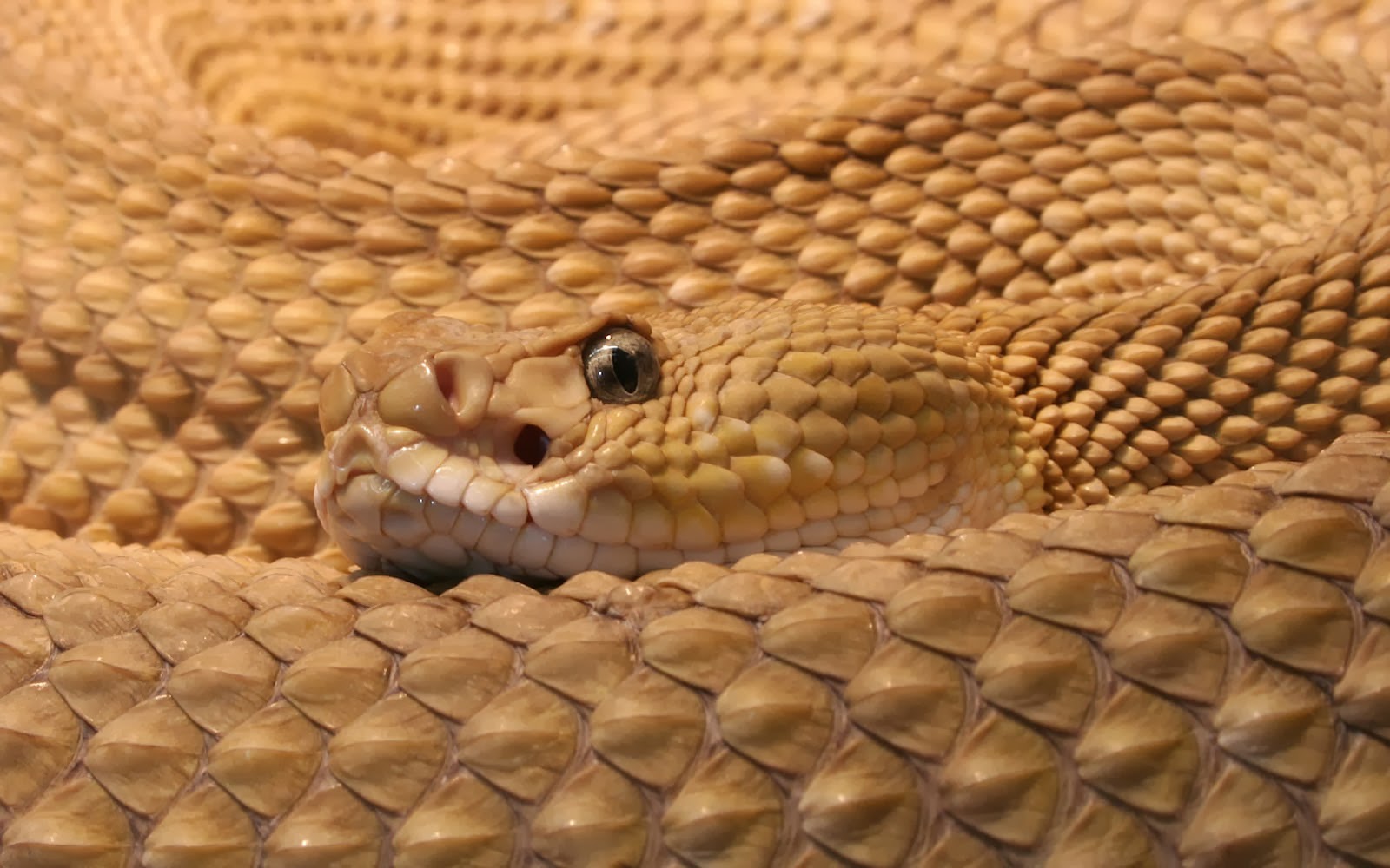 Wallpaper Rattlesnake
