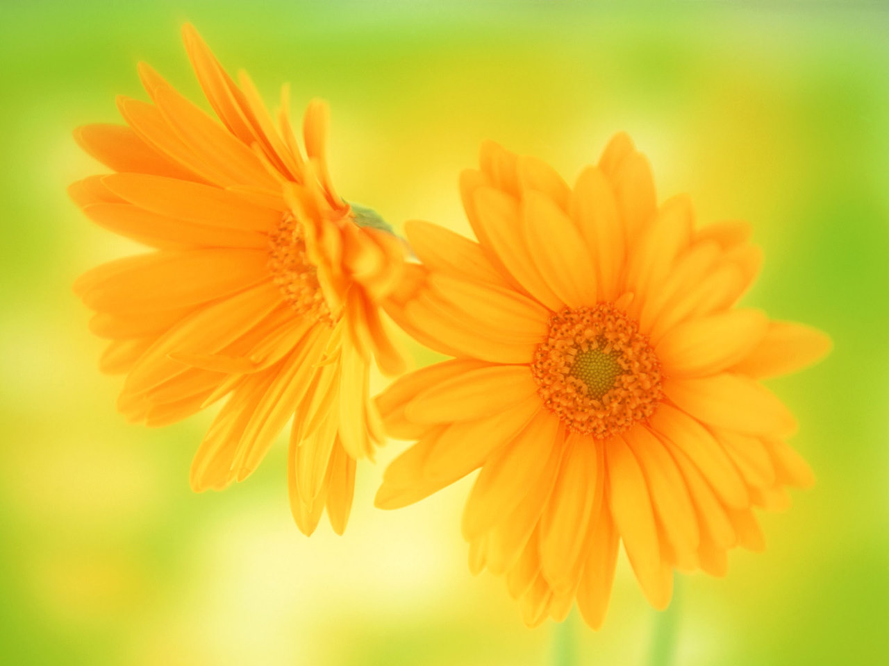 Beautiful Flower Desktop Wallpaper HD Flow