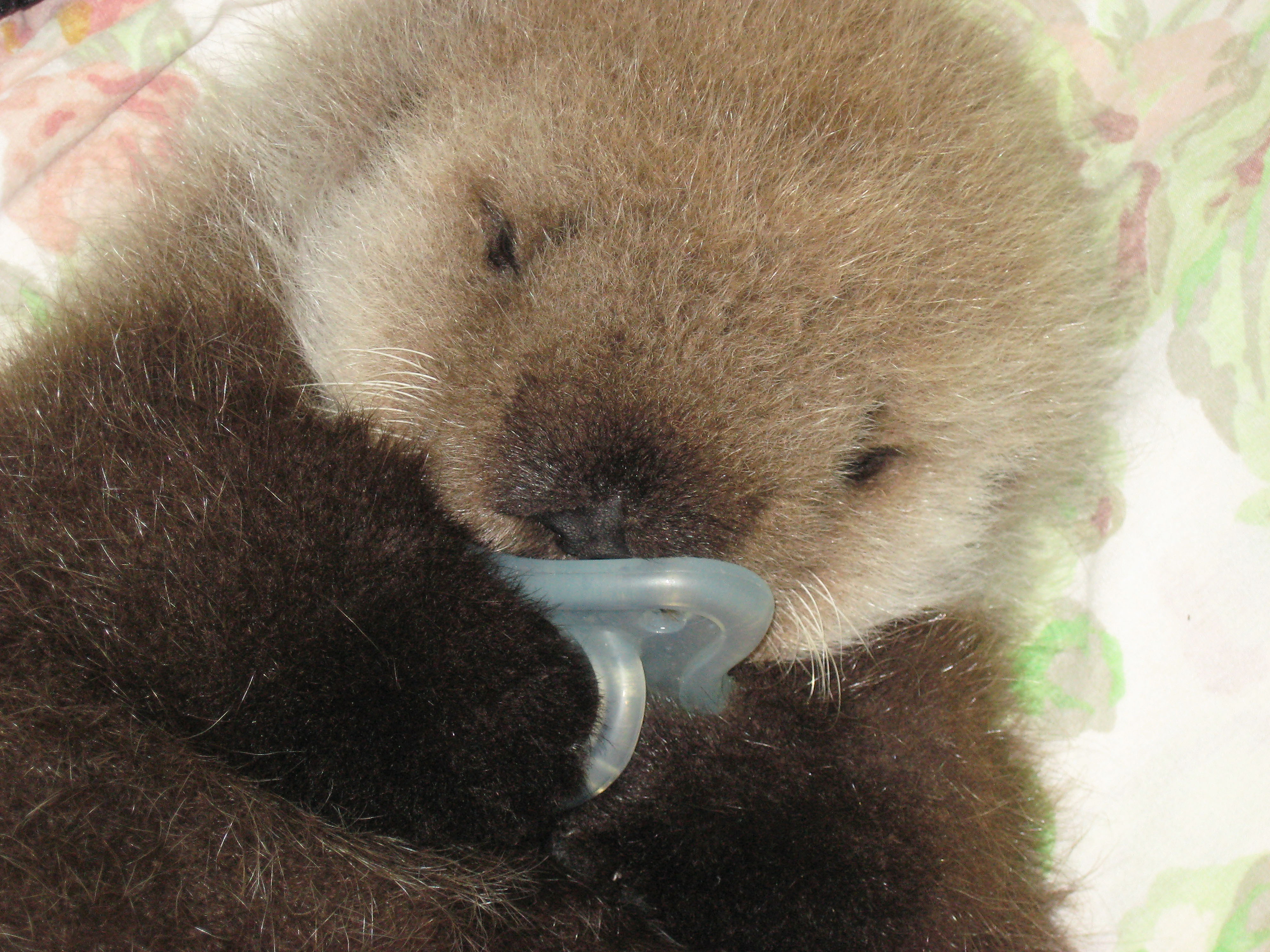 Pictures Of Baby Otter Popsugar Pets