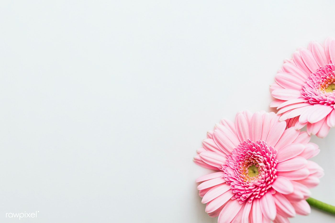 Download free image of Single light pink Gerbera daisy flower on