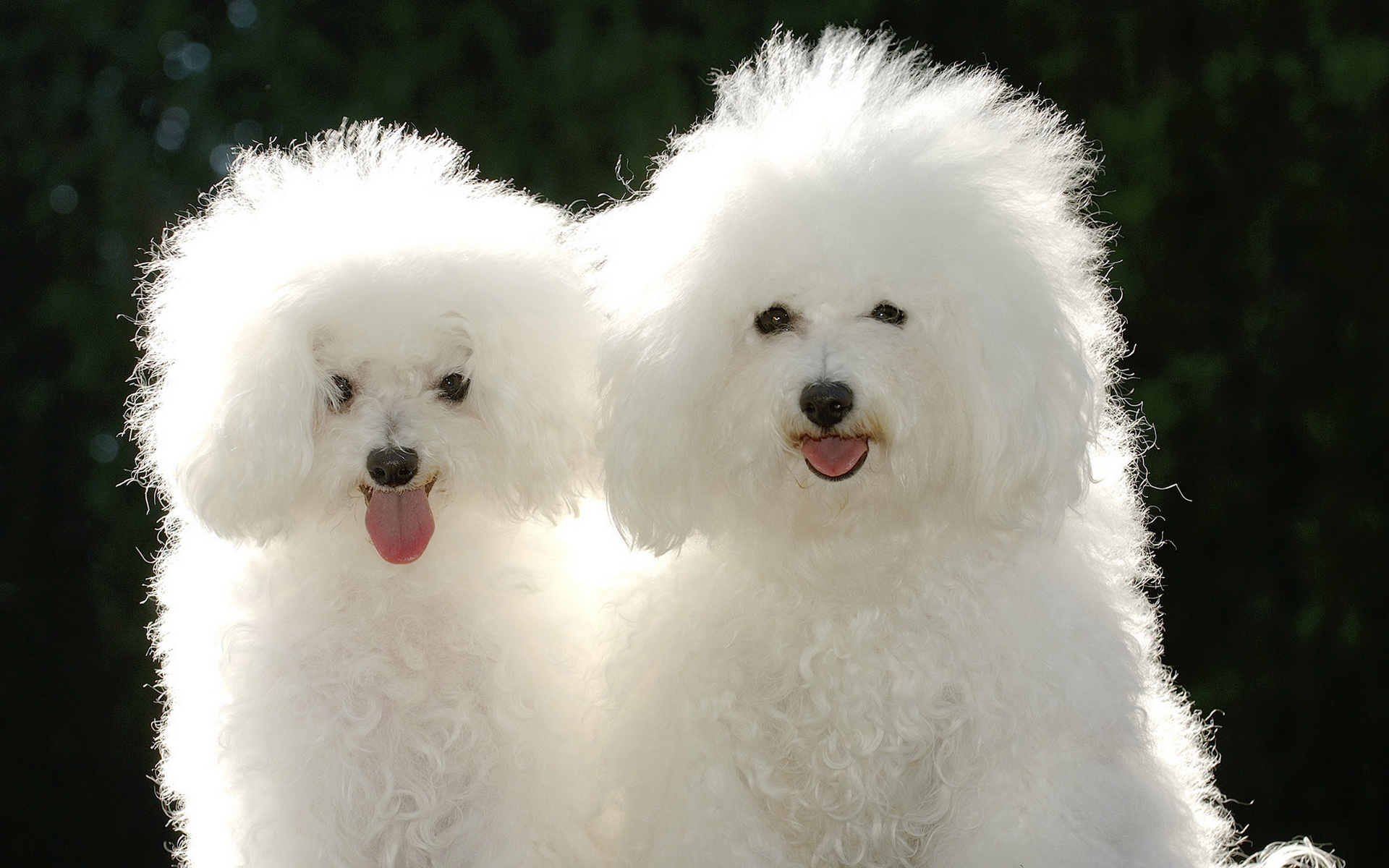 Puppies Poodle Wallpaper And Image Pictures Photos