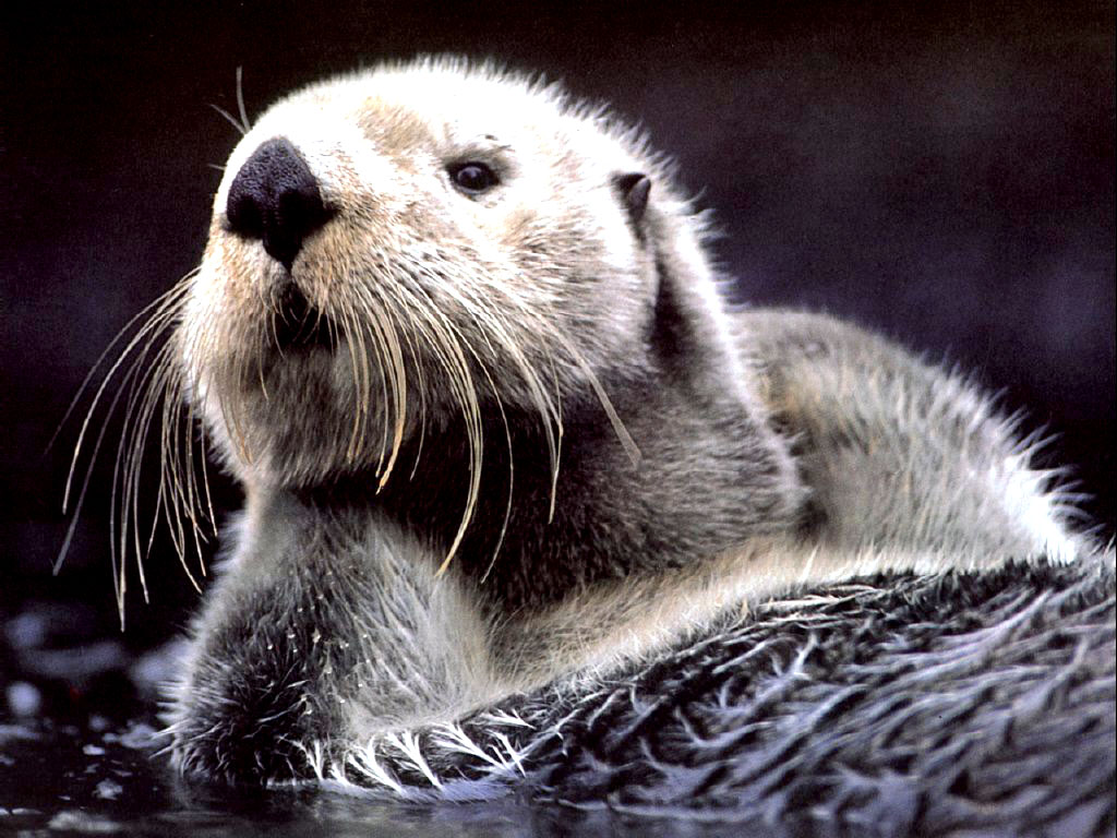 Sea Otter Wallpaper Best Cars Res