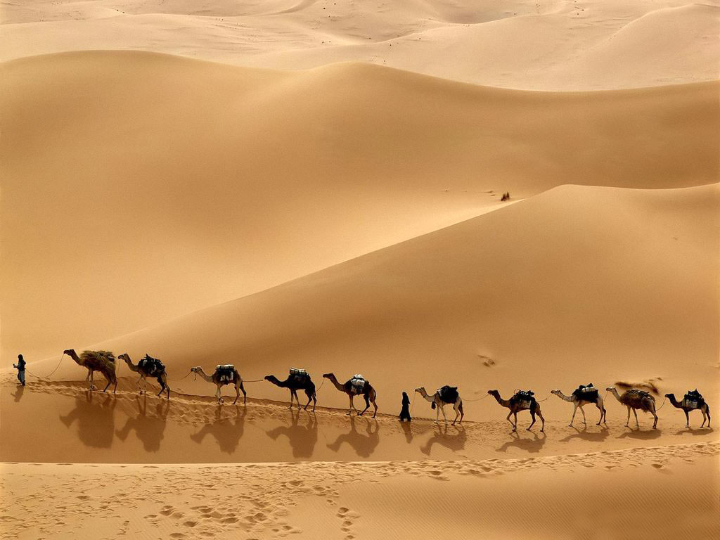 Camel Wallpaper Sahara Camels Animal