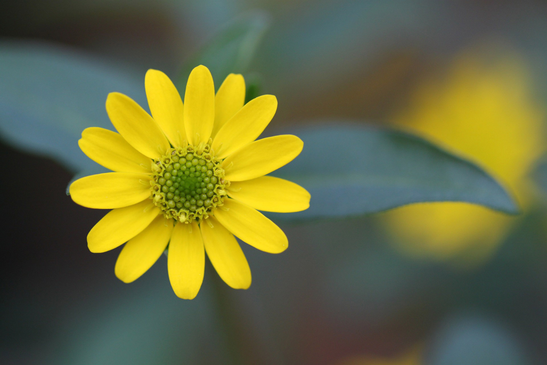 Yellow Flower Plant Macro Wallpaper Is High Definition