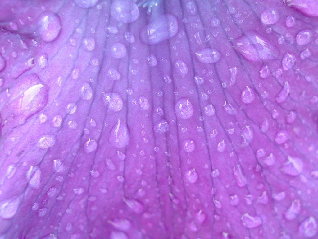 Raindrop on Lilac flower   wallpaper download