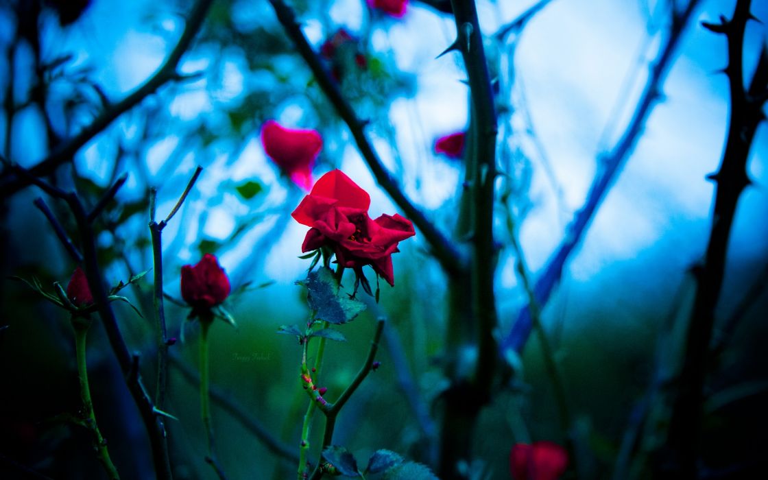 Flowers Plants Bokeh Depth Of Field Roses Branches Red