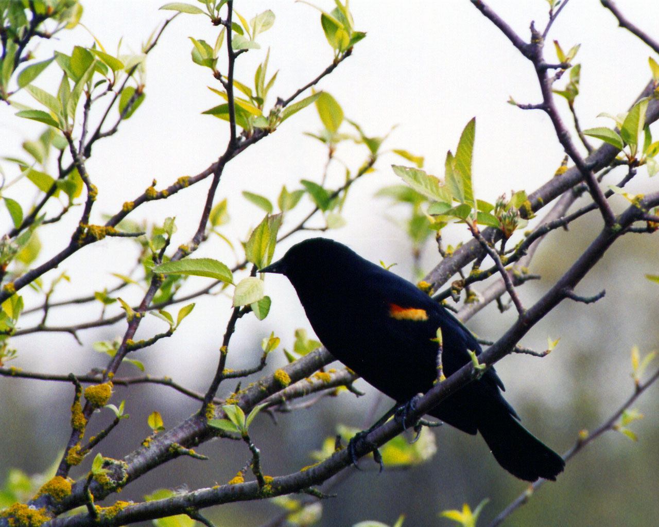 Black Bird Sitting On Tree Wallpaper Small