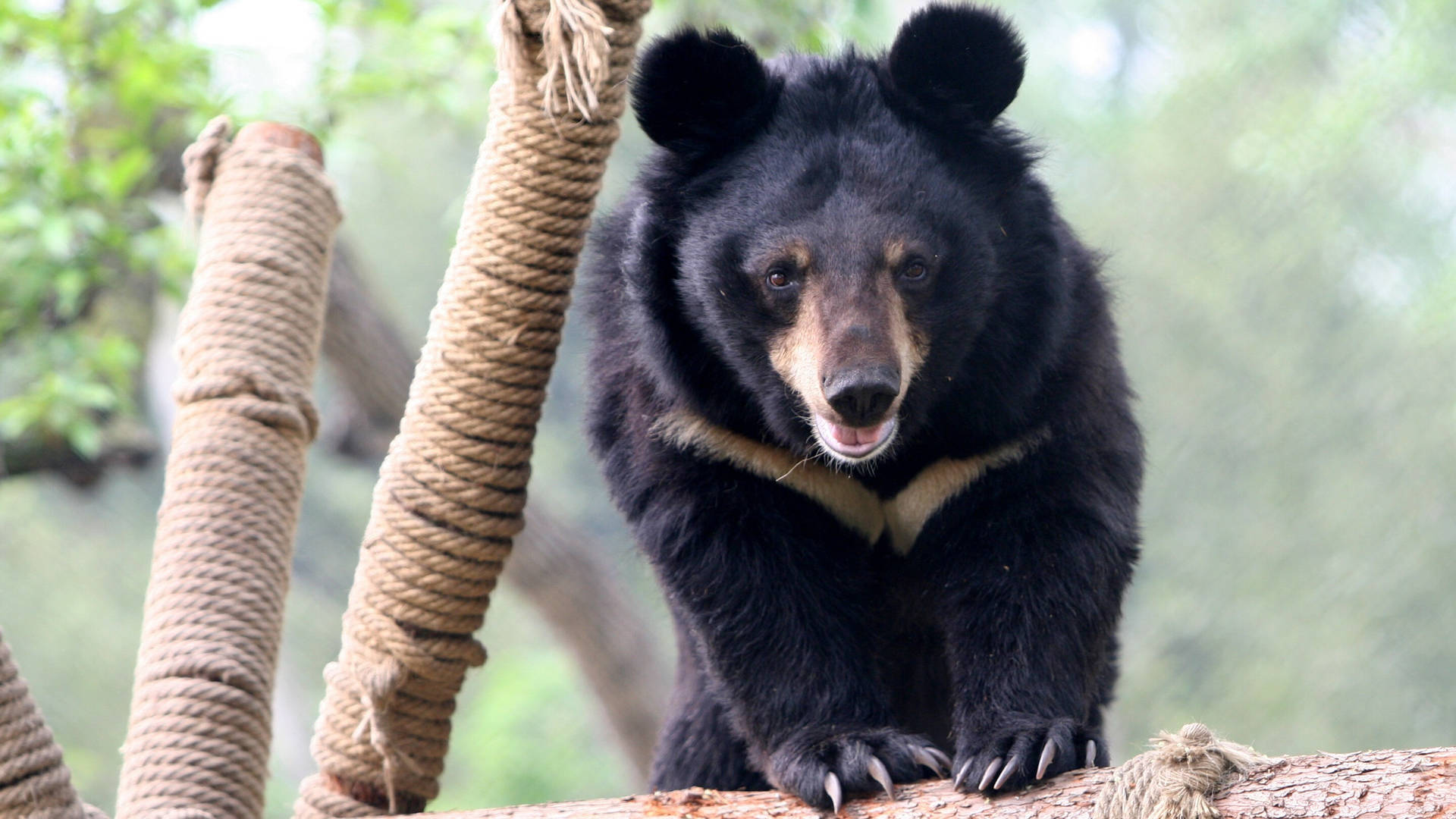 Black Bear Wallpaper