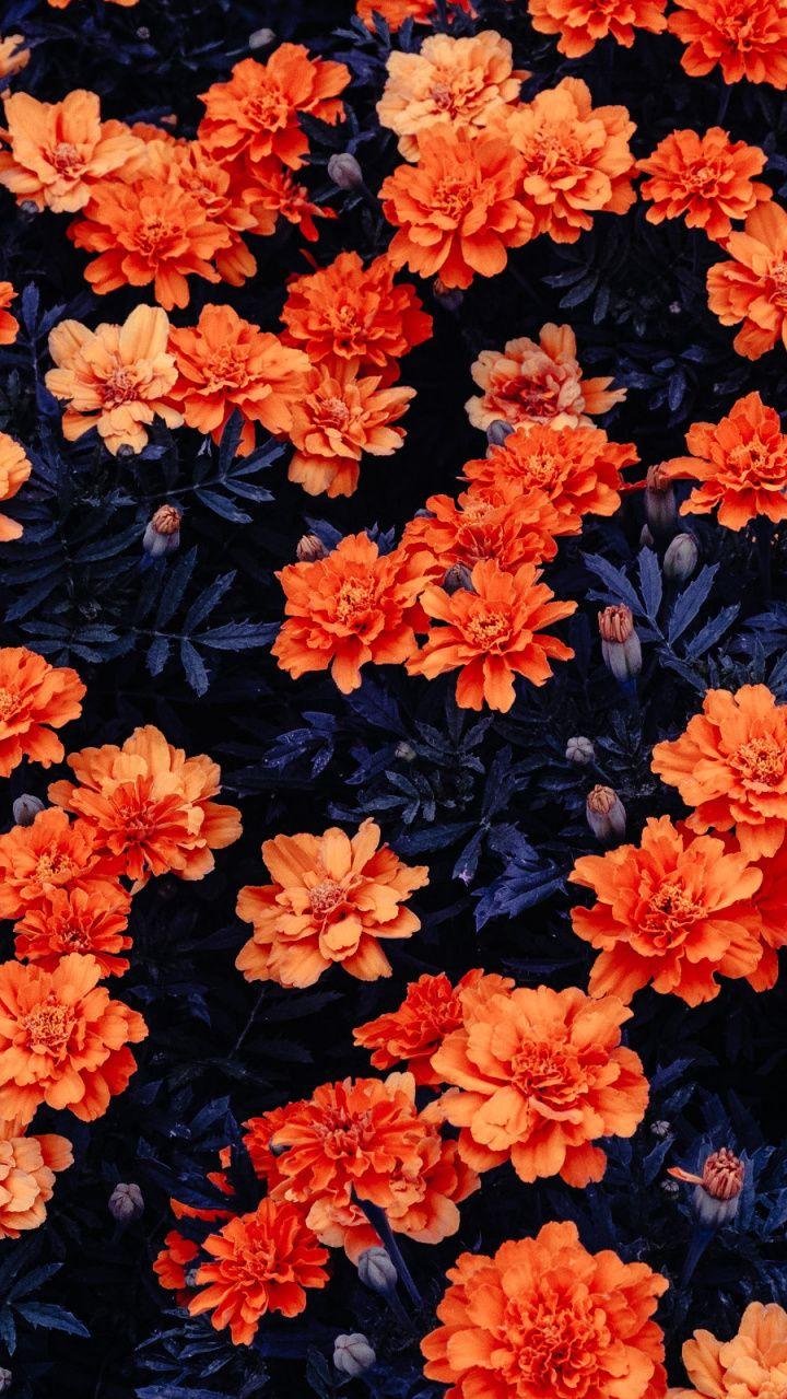 Orange Flowers Garden Plants Kali Linux Stock Wallpaper