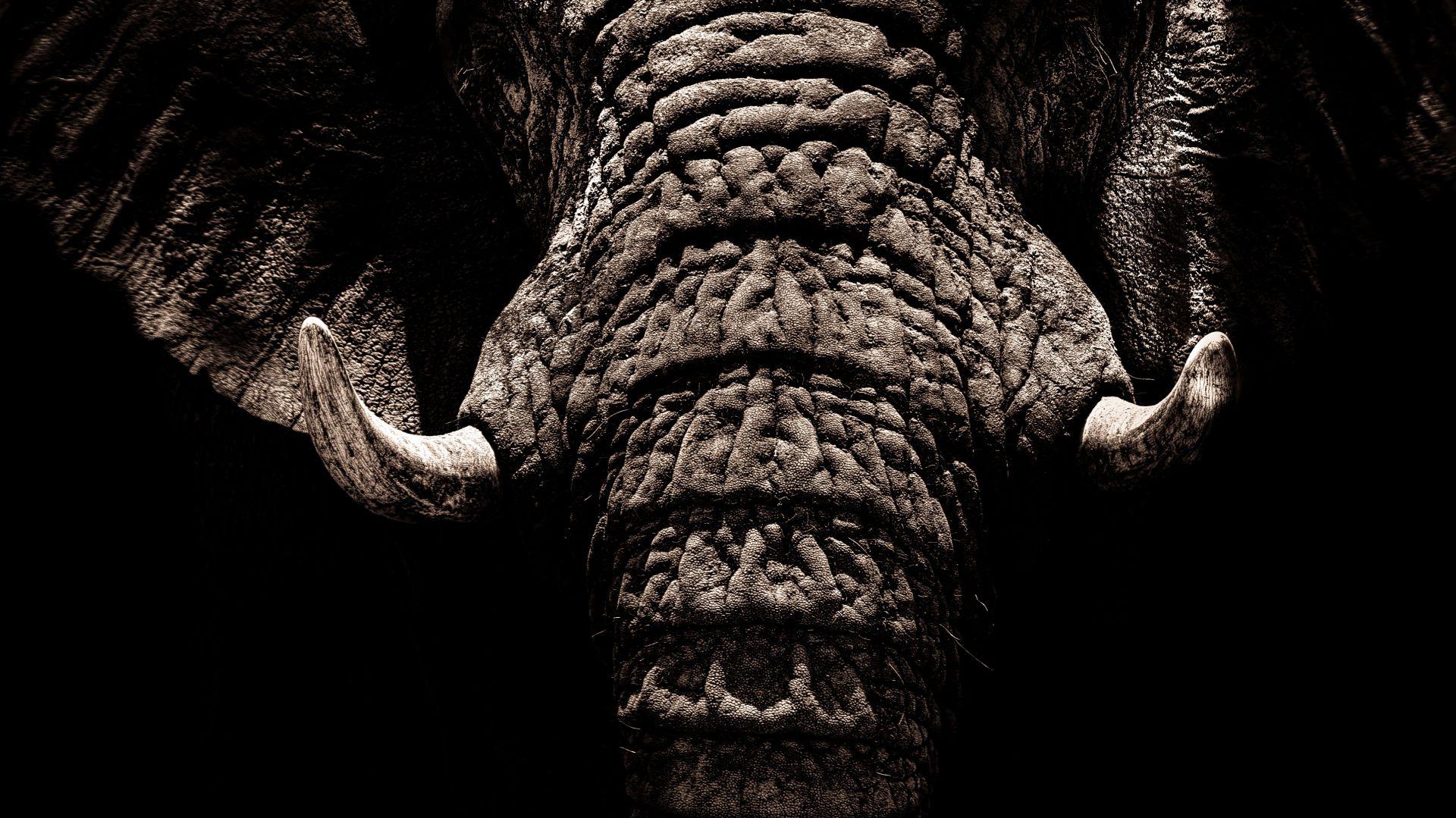 Desktop Wallpaper Elephant Muzzle Tusks Trunk Dark 4k HD