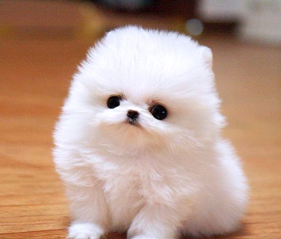 Teacup Pomeranian Makes Me Smile