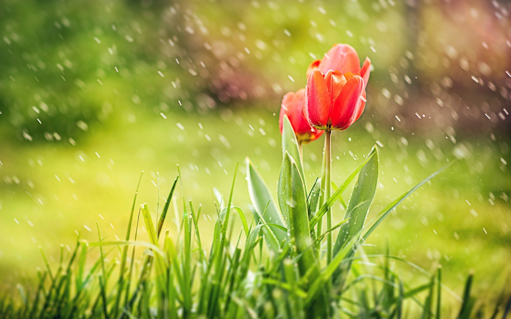 Spring Rain Wallpaper for Desktop - WallpaperSafari