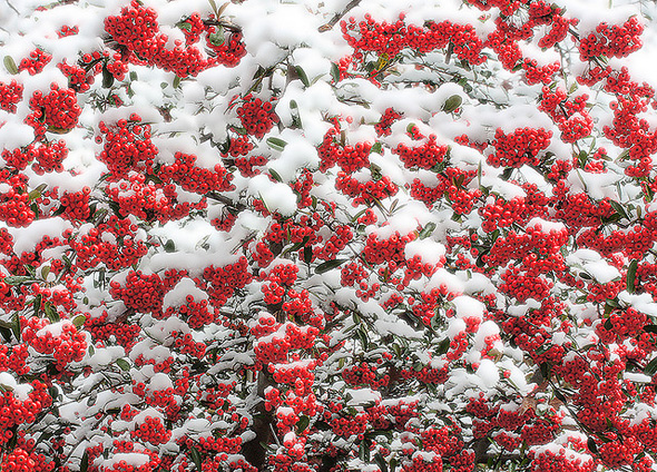 Wonderful Red Berries Are Like Winter Gifts On A White Splendid Snow