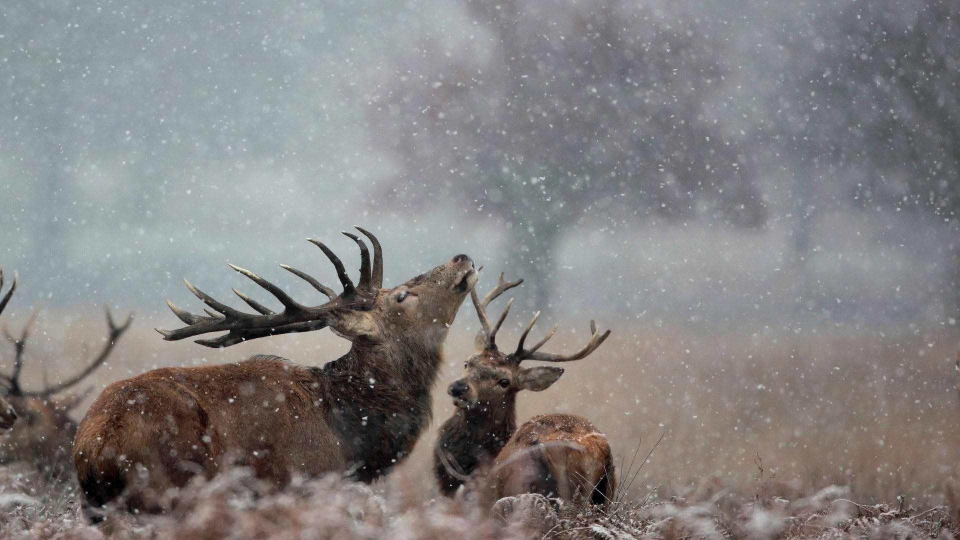 Reindeer Wallpaper