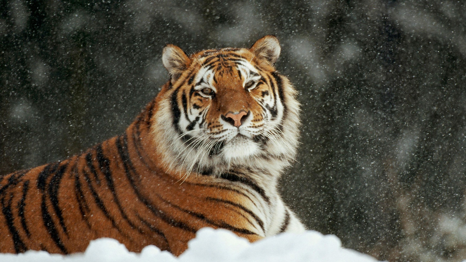 Siberian Tiger In Snow Wallpaper